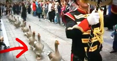 Parade Of Geese Will Give You ALL The Smiles 