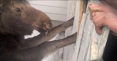 Moose Stuck In Fence Gets Heartwarming Rescue 