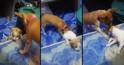 Dog Gives Furry Friend A Boost Onto The Couch