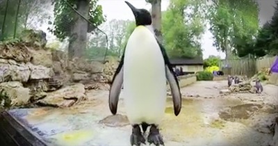 Penguin Terrified Of Water Learns To Swim From Kind Humans