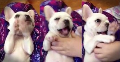 Cute Puppy Claps Along To 'Happy And You Know It' 