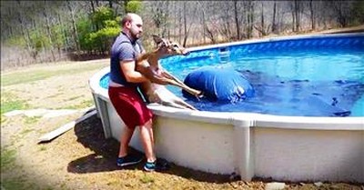 Amazing Deer Rescue From Family Pool 