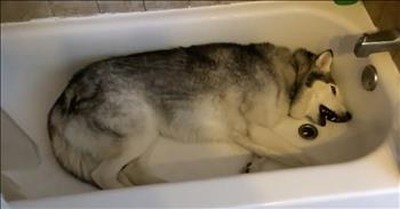 Siberian Husky Throws Hilarious Tantrum In Bathtub 
