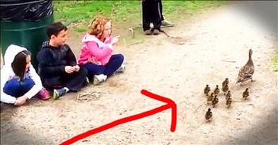 School Children Guide Momma And Her Ducklings To Pond 