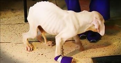 Skeleton Dog Gets Heartwarming Transformation 