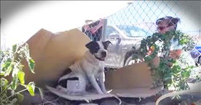 Homeless Dog Mandi Gets Amazing Rescue From Good Samaritans 