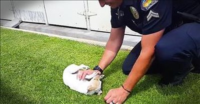 Pup Saved From Drug Den Reunites With Rescuer Police Officer 