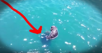 Baby Otter Reunited With Mother Is Beyond Sweet