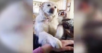 Funny Pup Doesn't Want The Belly Rubs To End