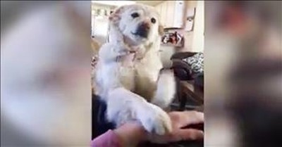 Funny Pup Doesn't Want The Belly Rubs To End 