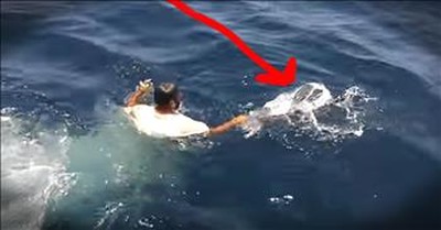 Helpless Turtle Tangled In Bag Is Freed By Kind Rescuer 