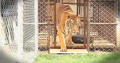 Circus Tiger Is Finally Freed From Horrific Cage