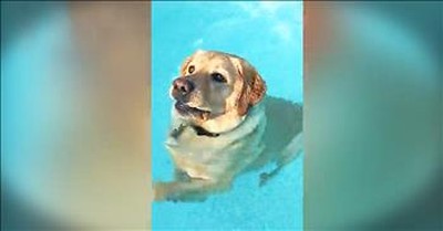 Labrador Retriever Hilariously Learns To Stand In Pool 