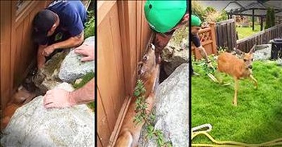 Firefighters Rush To Rescue Deer Stuck On Fence 