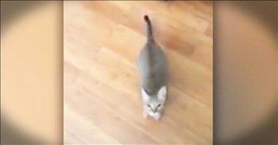 Funny Cat Does Not Like When Owner Sings - LOL! 