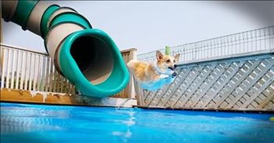 Corgis On A Waterslide Will Make Your Day 