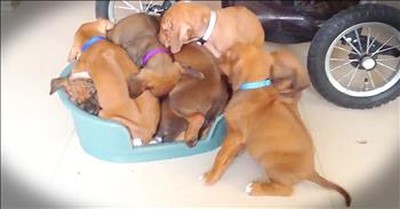 Adorable Puppy Pile Will Make Your Whole Day 