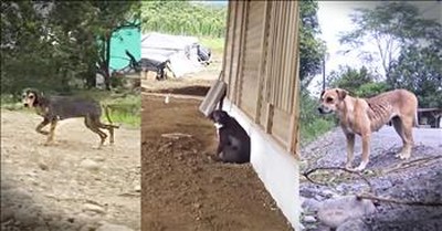 Tropical Vacation Turns Into Dramatic Dog Rescues  