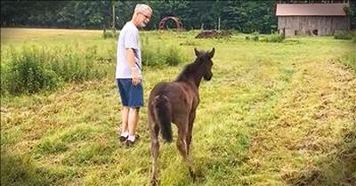 Tiny Horse Begs Human For The Funniest Thing 