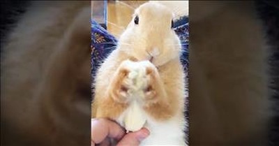 Tiny Bunny Loves Eating His Banana 