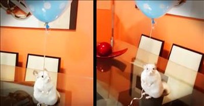 Chinchilla Holding A Balloon With His Tiny Hands Made My Day 