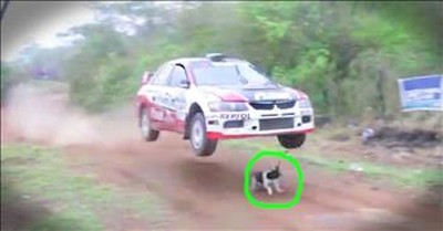 Dog Miraculously Survives Stepping In Front Of A Rally Car 