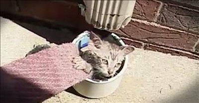 Tiny Kitten Stuck In An Air Vent Gets A Beautiful Rescue 