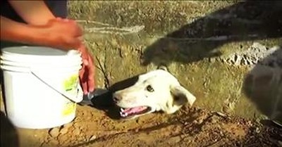 Dog With His Head Stuck In A Wall Gets Rescue 