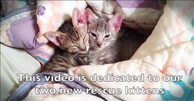 Couple Sings Adele Parody For Pet Lovers With Their Rescue Kittens 