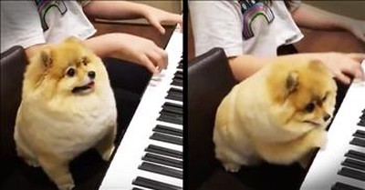 Precious Pomeranian Plays The Piano With His Human 