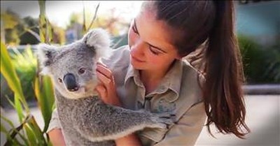 Friendly Koala Loves To Get Belly Rubs And Cuddles 