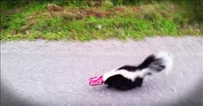 Man Bravely Rescues A Skunk With Can Stuck On Head 
