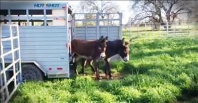 Rescue Donkeys Touch Grass For The First Time 