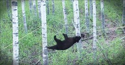 Clever Bear Climbs To Get A Snack And The Commentary Is Amazing 