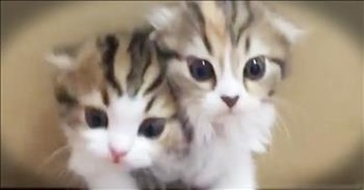 Adorable Kittens Keep Climbing Out Of A Box  
