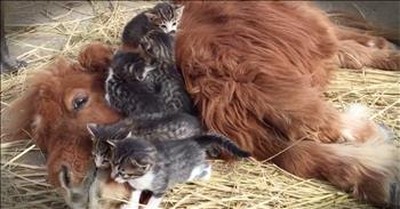 Unusual Animals Have The Most Adorable Snuggle Time 