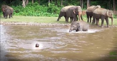 Baby Elephant Jumps In To Rescue Human She Thought Was Drowning 