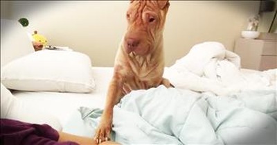 Polite Dog Is The Sweetest Alarm Clock 