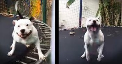 Happy Pit Bull Jumps On Trampoline 