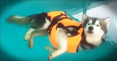 Husky Is Completely Relaxed In The Pool 