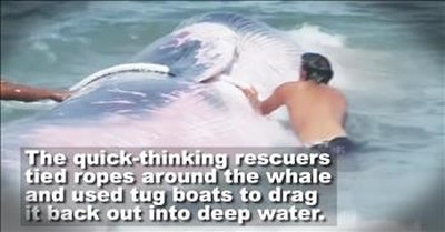 Good Samaritans Rescue Dying Whale In The Surf  