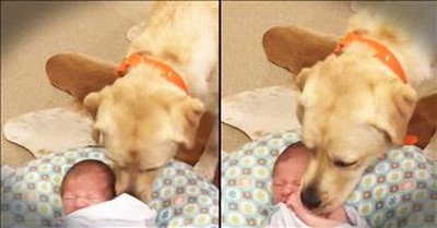 Labrador Retriever Helps Calm Infant Baby 