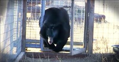 Bear Takes First Steps Of Freedom After 10 Years In Cage 