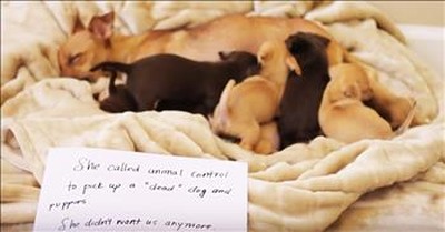 Mama Dog Shares Emotional Cardboard Testimony  