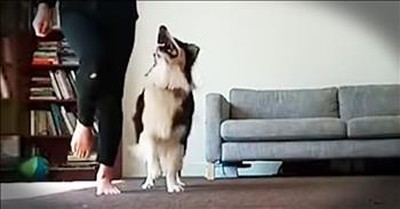 Talented Dog Learns To Irish Step Dance 