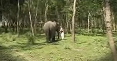 Elephant Comes Running When An Old Friend Calls Out To Her 