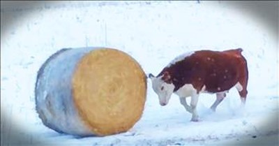 Cow Experiences Joy Playing With A Bale Of Hay  