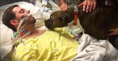 Dog Says Goodbye To Dying Owner In The Hospital 