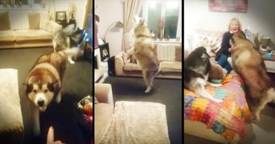 Dogs Have Cute Reaction To Grandma In The House 
