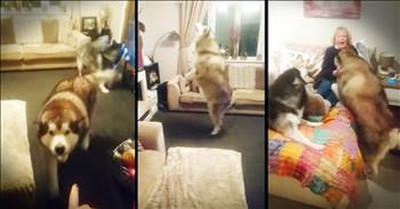 Dogs Have Cute Reaction To Grandma In The House  